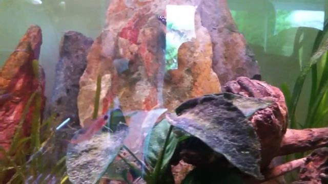 Julidochromis transcriptus pemba f1 смотреть онлайн