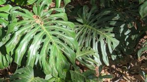 Полив и купание Монстеры. Как поливать и чем удобрять Монстеру?