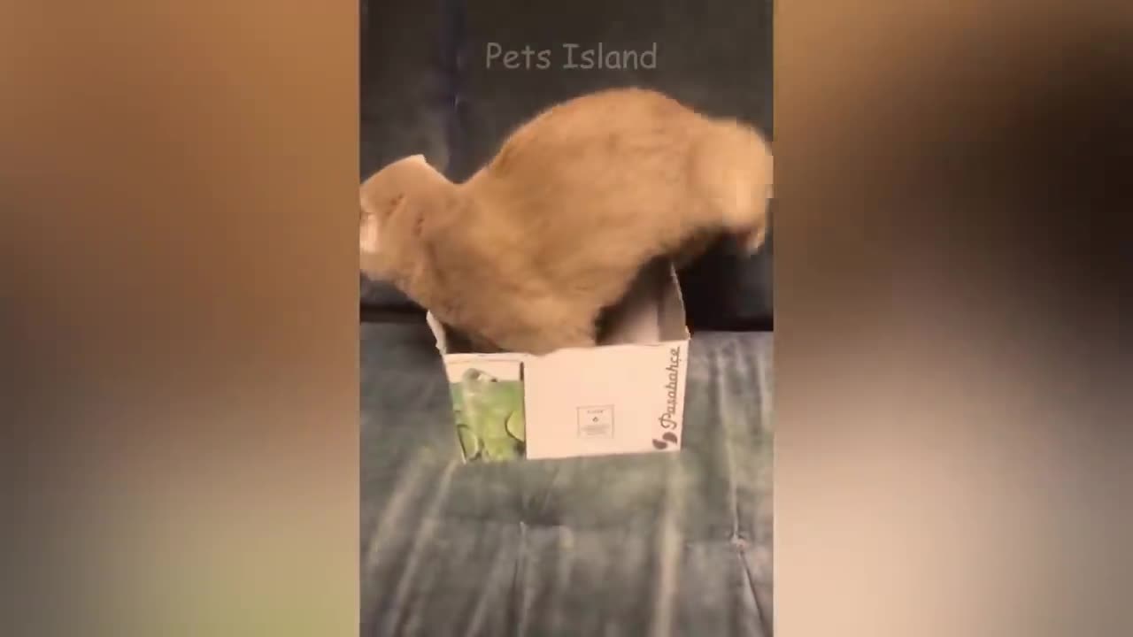 Funny-animals-video-funny-animal-funny-cats-funny-dog-funny-video-try-not-to-laugh-