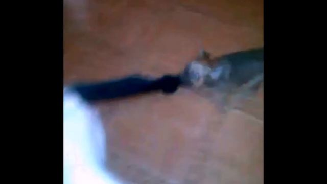 той терьер ася и носок смотреть онлайн