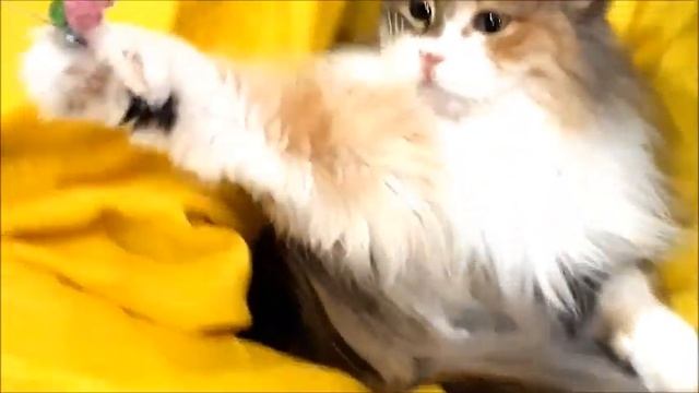 Котокафе Нижний Тагил смотреть онлайн