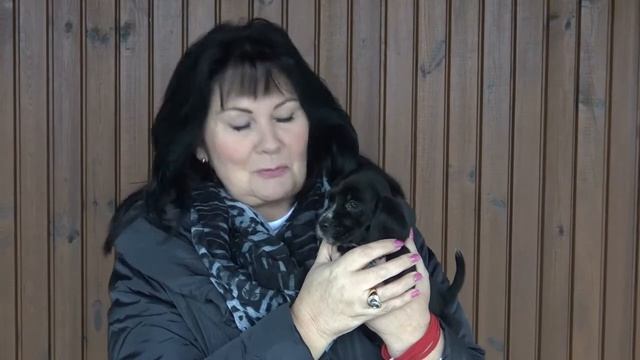 Mini Labrador Welpen www.welpenvermittlung-hunde.at смотреть онлайн