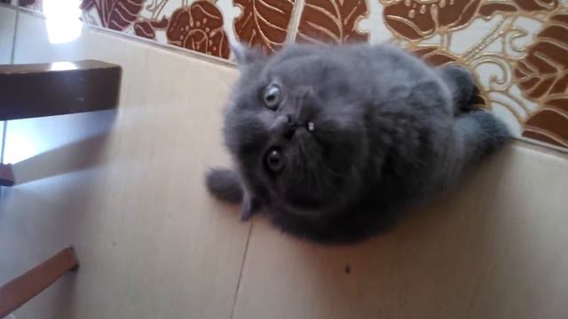 Котенок "чирикает" :))) смотреть онлайн