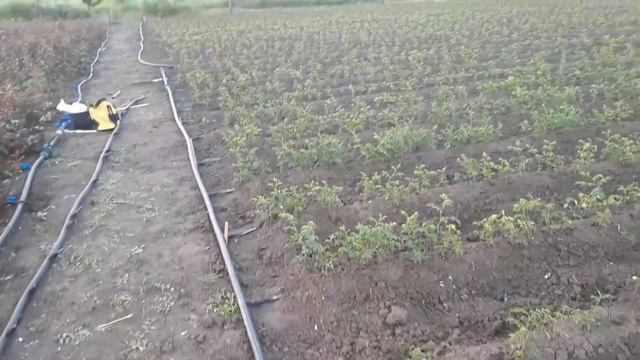 Деревня. Дела не заканчиваются?. Полив, огород.