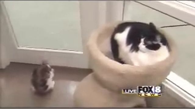 Kathleen Cochrane cat attack! смотреть онлайн