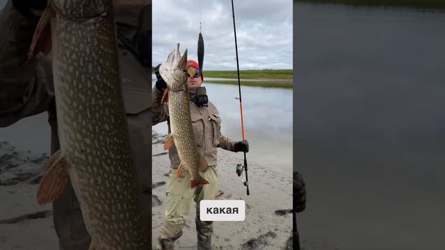 Идеальная приманка для щуки. А вы на что ловите? смотреть онлайн