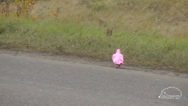 Розовый голубь/pink pigeon смотреть онлайн
