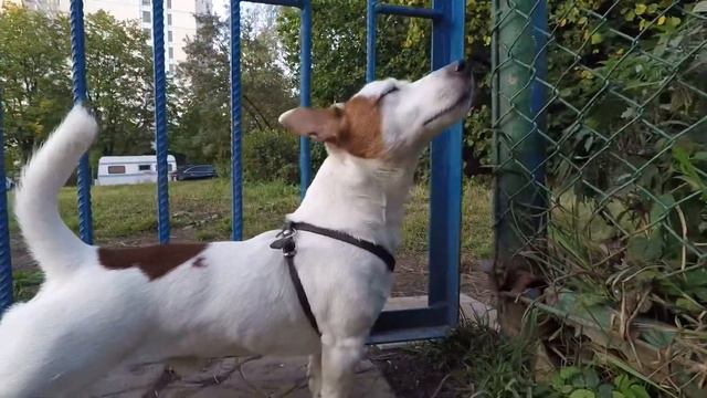 Джек рассел заскучал на площадке смотреть онлайн