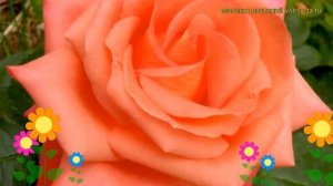 Роза чайно-гибридная Фольклор. Краткий обзор, описание характеристик, где купить саженцы Folklore