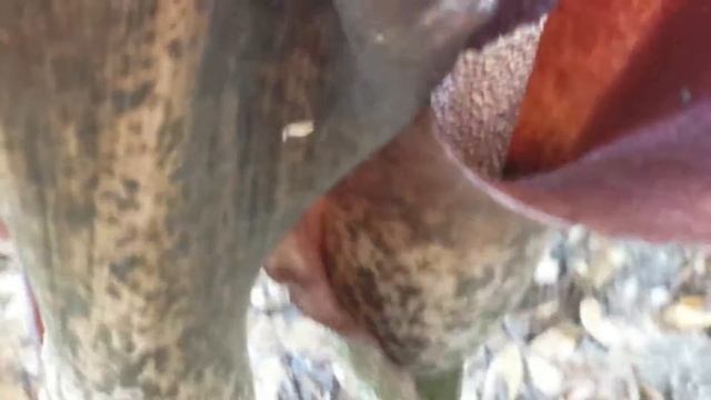 Amorphophallus Konjac Lily смотреть онлайн