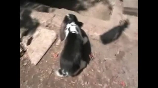 Самые крупные кролики местных пород в Армении(093679487) смотреть онлайн