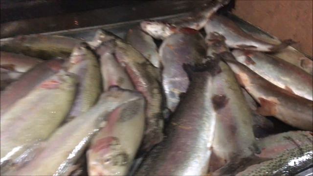 Рыбалка в Подмосковье и Москве(зимняя,летняя)30.09.17 смотреть онлайн