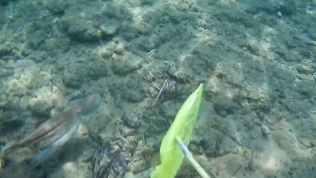 Ловим осьминога обычным, детским сачком смотреть онлайн