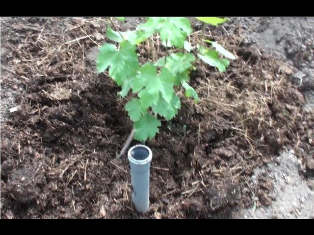 Прием исключающий котаровку на винограднике на 10 06 2014 смотреть онлайн