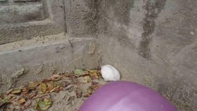 Прогулка у хомяка! Песок! Walk the hamster! Sand! смотреть онлайн