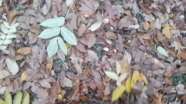 Собираем ОРЕХИ маньчжурский, серый, сердцевидный на посев смотреть онлайн