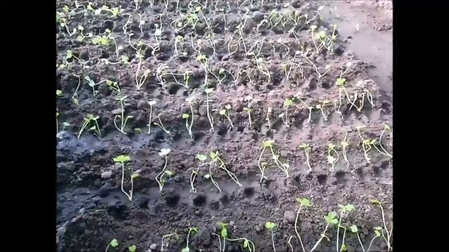 Выращивание корневого сельдерея смотреть онлайн