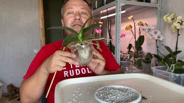 КОРНИ ОРХИДЕЙ ЗАКОЛОСИЛИСЬ за год в ЭТОМ, готовим орхидеи к пересадке смотреть онлайн