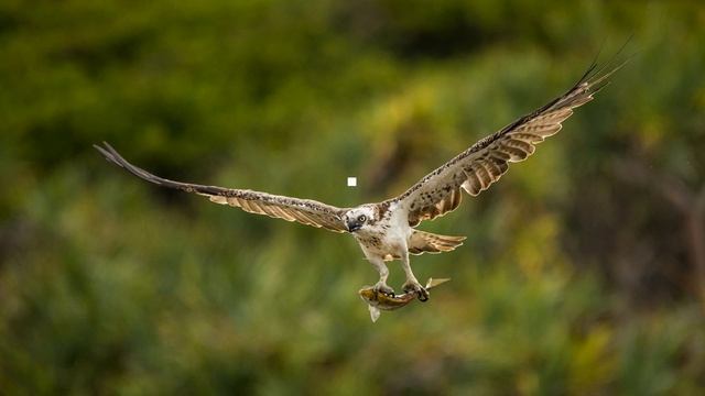 How I took this photo: Birds in flight смотреть онлайн