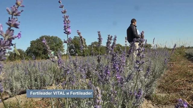 Технологични решения при лавандула смотреть онлайн