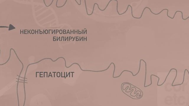 Обмен билирубина (метаболизм билирубина). смотреть онлайн