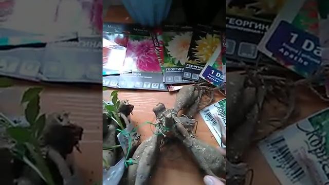 ЧЕРЕНКОВАНИЕ ГЕОРГИН ..КАК Я РАЗМНОЖАЮ СВОИ ГЕОРГИНЫ смотреть онлайн