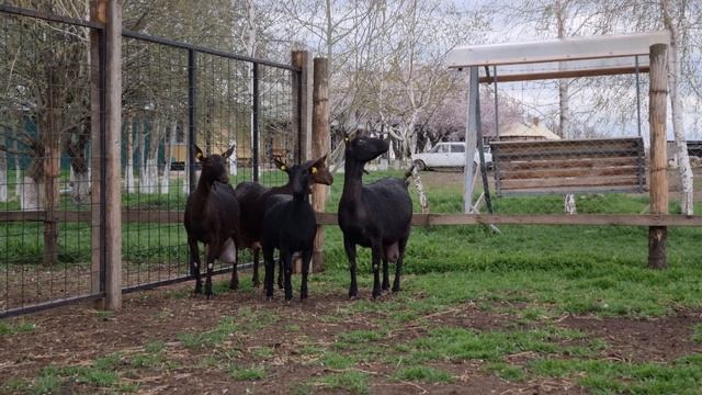Мурсиано-Гранадина козы Испанской сыропригодной породы. #мурсианогранадино