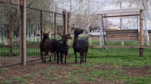 Мурсиано-Гранадина козы Испанской сыропригодной породы. #мурсианогранадино