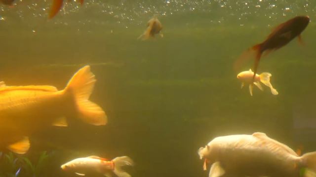 Aquarium Wasserbillig. Аквариум в Вассербиллиг. смотреть онлайн