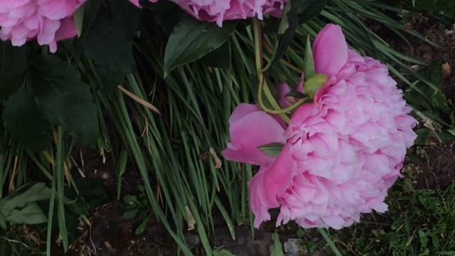 Pivoine herbacé de Chine 'Paeonia lactiflora Edulis Superba' Son poids la met bas. смотреть онлайн