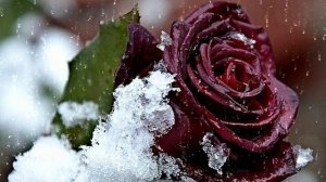 Футаж. Цветы на снегу 53