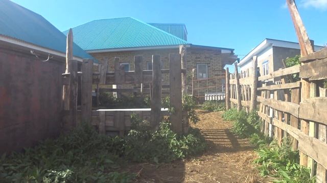 Телята на первой прогулке . Съемки 07.09.2020 смотреть онлайн