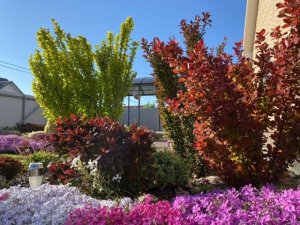 Барбарисы Тунберга/ мои рекомендации по уходу/?????