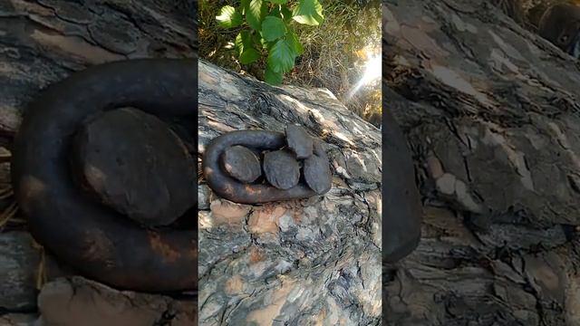 Старинные кованые Демидова гвозди в 200 летней сосне. Old forged Demidov nails in 200 year old pine смотреть онлайн