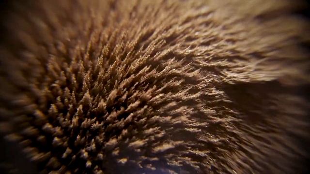 Магнит и металлическая стружка.         Magnet And Metal Shavings.