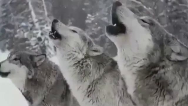 волчьи законы смотреть онлайн