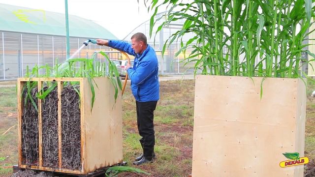 МОЩНЫЕ КОРНИ КУКУРУЗЫ DEKALB смотреть онлайн