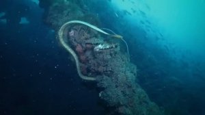 Самая ядовитая морская змея в мире.Змея Белчера.Это интересно знать.