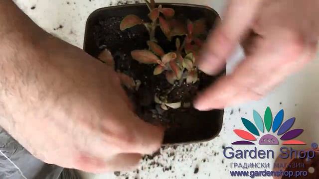 Comment planter le fittonia verschaffeltii (fittonia comment faire pousser) dans un nouveau sol смотреть онлайн