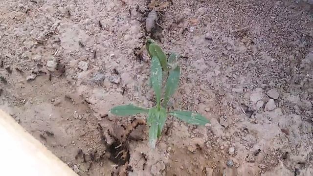 Стая муравьев против двух скорпионов смотреть онлайн