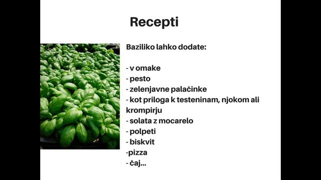 Bazilika - Ocimum basilicum смотреть онлайн