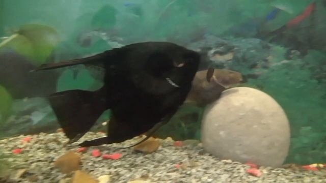 РЫБА, В КОТОРУЮ ВСЕЛЯЮТСЯ ПРЕДКИ - ЧЕРНЫЙ НОЖ смотреть онлайн