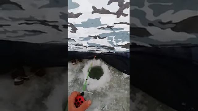 Рыбалка на томи 2019 2020 берёзовая смотреть онлайн