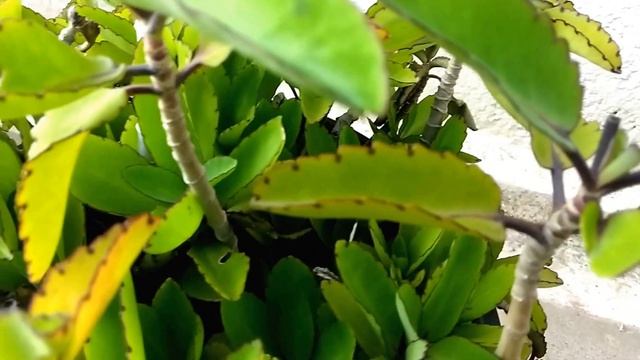 Bryophyllum pinnatum - Air Plant - Cathedral Bells - ரணகள்ளி смотреть онлайн