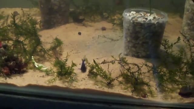 Corydoras sp Black Venezuela 1 смотреть онлайн