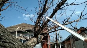 Обрезка очень старой абрикосы весной. Весна 2021.