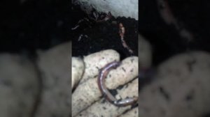 Разведение дендробены. Отделение коконов и малька дендробены от взрослой особи. Продолжение...