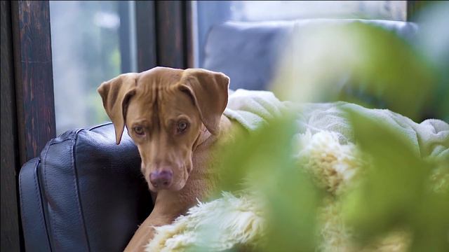 Doberman Mating 🔥🔥🔥| Dog Mating Alaparaigal | Lockdown mating | Explanation in தமிழ் | Ramlaksh Vlo смотреть онлайн