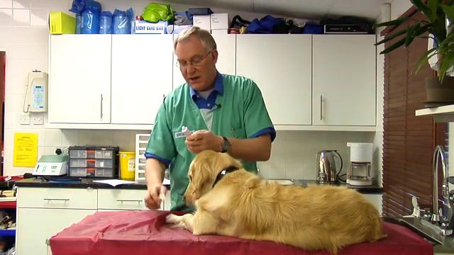 toothbrushing your dog смотреть онлайн