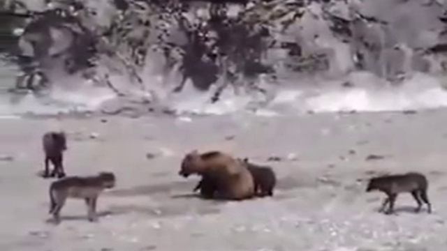 Медведица защищает медвежат от стаи волков смотреть онлайн